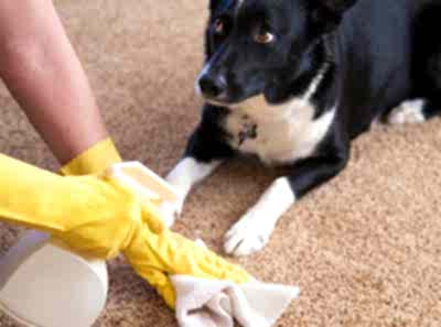 Как убрать запах мочи с ковра самостоятельно: инструкция